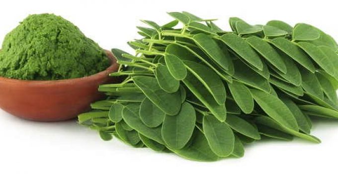 Moringa semilla sirve para bajar de peso