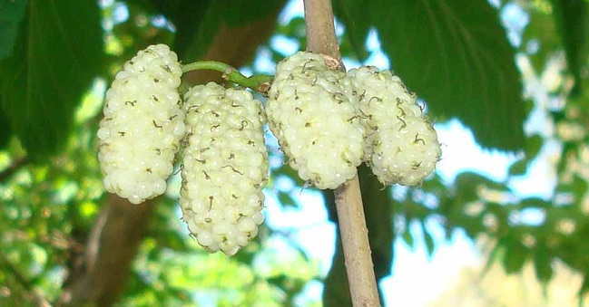 te de hojas de mora propiedades
