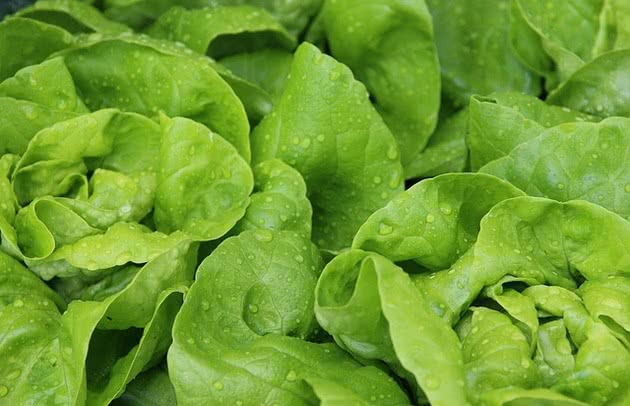 Lechuga