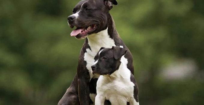 Pit Bull Tahu Segalanya Tentang Ras Amerika Discover Online