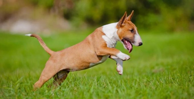 Bull Terrier Saber Todo Sobre La Raza Del Perro Descubrir Online