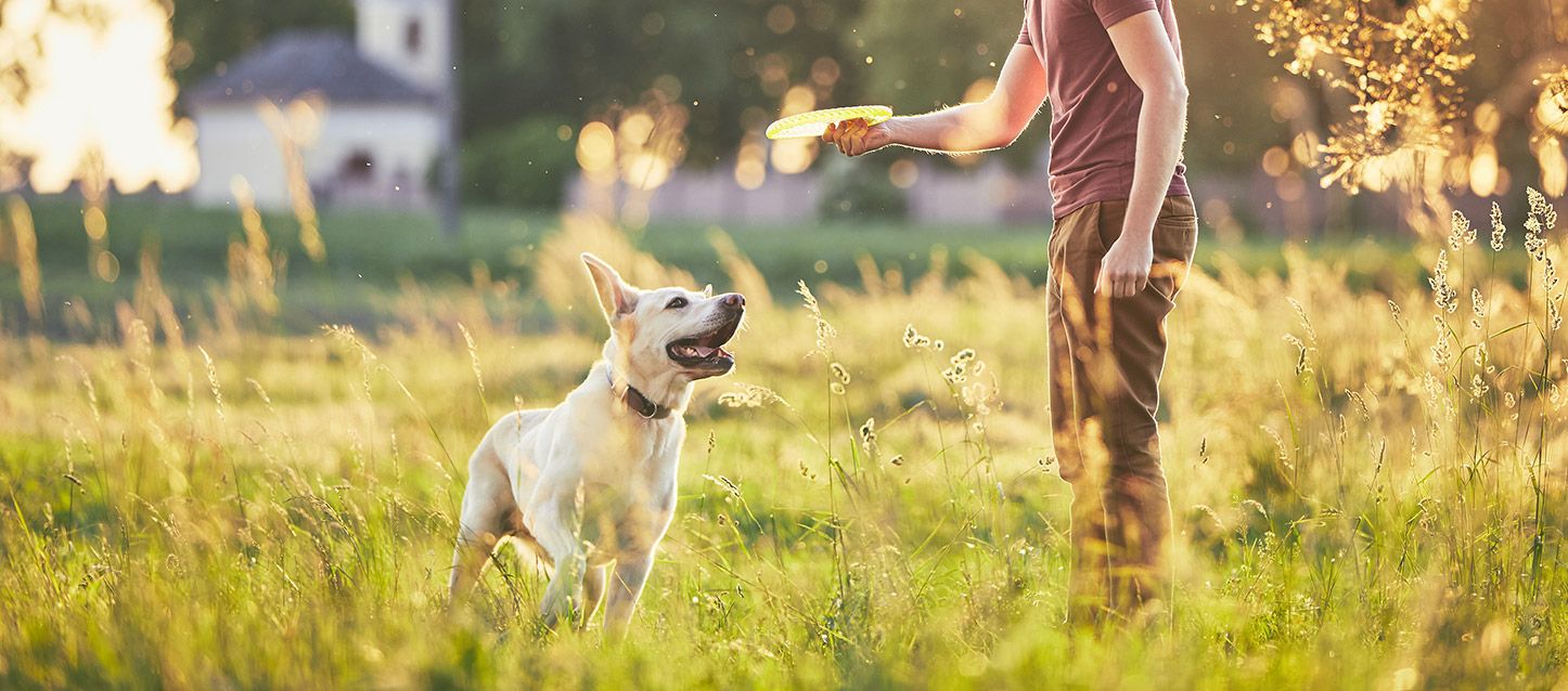 What Does It Mean To Dream Of A White Dog Discover Online what-does-it-mean-to-dream-of-a-white-dog-discover-online